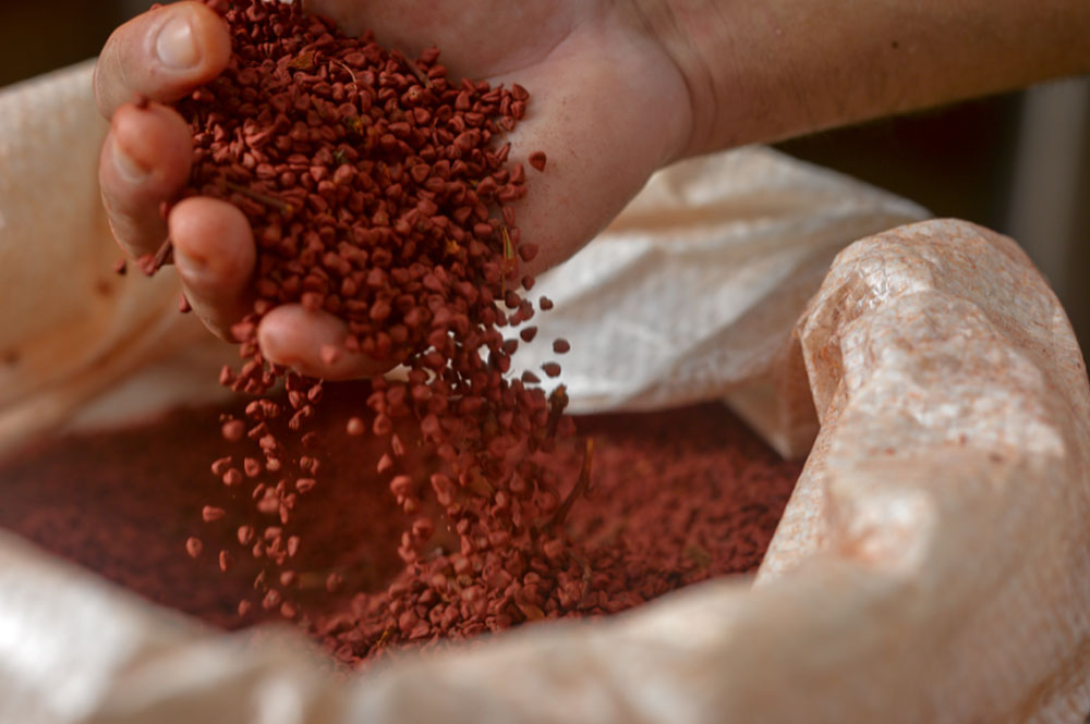 Annatto color one of the most important natural colors for the