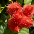 Colorante Urucum: uno de los colorantes naturales más importantes para la industria